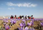 زعفران و گیاهان دارویی؛ جایگزین اصلی خشخاش در افغانستان